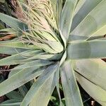 Agave attenuata পাতা