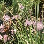 Allium schmitzii Цвят