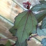 Hibiscus acetosella Feuille