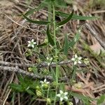 Thesium linophyllon Fleur