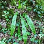 Asplenium scolopendrium Plante entière