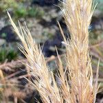 Cortaderia pungens Kukka