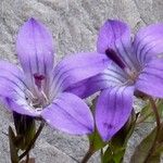 Campanula specularioides Цветок