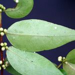 Myrciaria floribunda Feuille