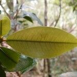 Erythroxylum laurifolium Leaf