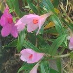 Dendrobium pseudoglomeratum Çiçek