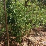 Solanum bahamense Vekstform