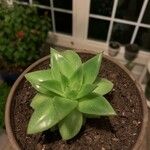 Echeveria agavoides Feuille