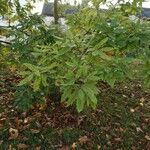 Quercus castaneifolia Blad