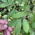 Vaccinium pallidum Leaf