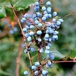 Berberis aquifolium Frugt