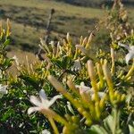 Turraea mombassana Λουλούδι