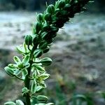 Albuca virens Blüte