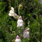 Antirrhinum hispanicum अन्य