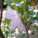 Rhododendron schlippenbachii Kvet