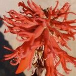 Erythrina abyssinica Цвят