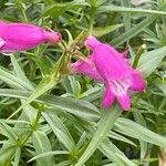 Penstemon barbatus Folla