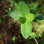 Lonicera periclymenum Blad