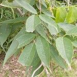 Clitoria fairchildiana Leaf