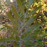Grevillea robusta Folha