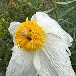 Romneya coulteri Flor