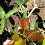 Ficus ingens Leaf