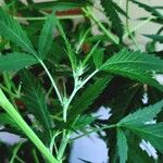 Cannabis sativaЛіст