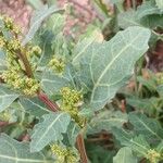 Oxybasis glauca পাতা