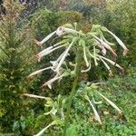 Nicotiana sylvestris Blomma