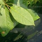 Prunus virginiana Leaf