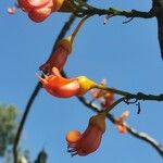 Castanospermum australe फूल