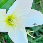 Oenothera centaureifolia Flower