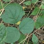 Hylodesmum glutinosum Leaf