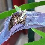 Tradescantia pallida Plod