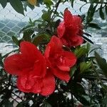 Rhododendron indicum Květ