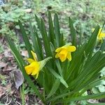 Narcissus minor Flor