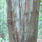 Chaetocarpus schomburgkianus Corteza