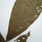 Inga brachystachys Otro