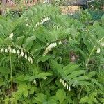 Polygonatum multiflorumFleur