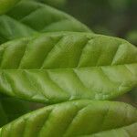 Combretum constrictum Leaf