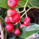 Cotoneaster salicifolius Φρούτο