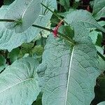 Bistorta amplexicaulis Frunză