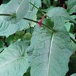 Bistorta amplexicaulis Leaf