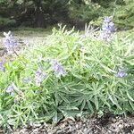 Lupinus arcticus Fiore