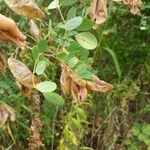 Colutea arborescensFruit