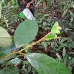 Symplocos barringtoniifolia Leaf