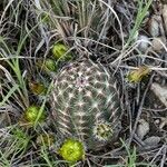 Echinocereus reichenbachii Feuille