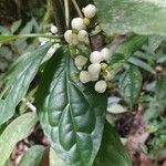 Gonzalagunia hirsuta Fruit