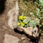 Erysimum odoratumFlower