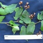 Begonia convallariodora Otro